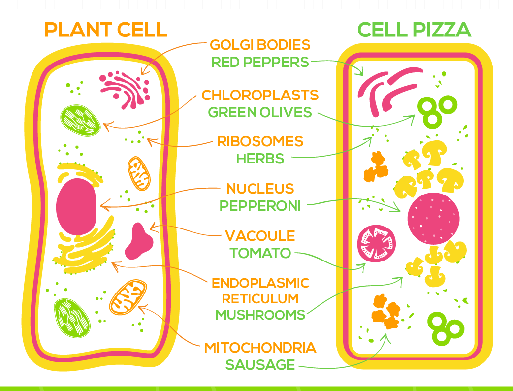 Plant Cell Pizza