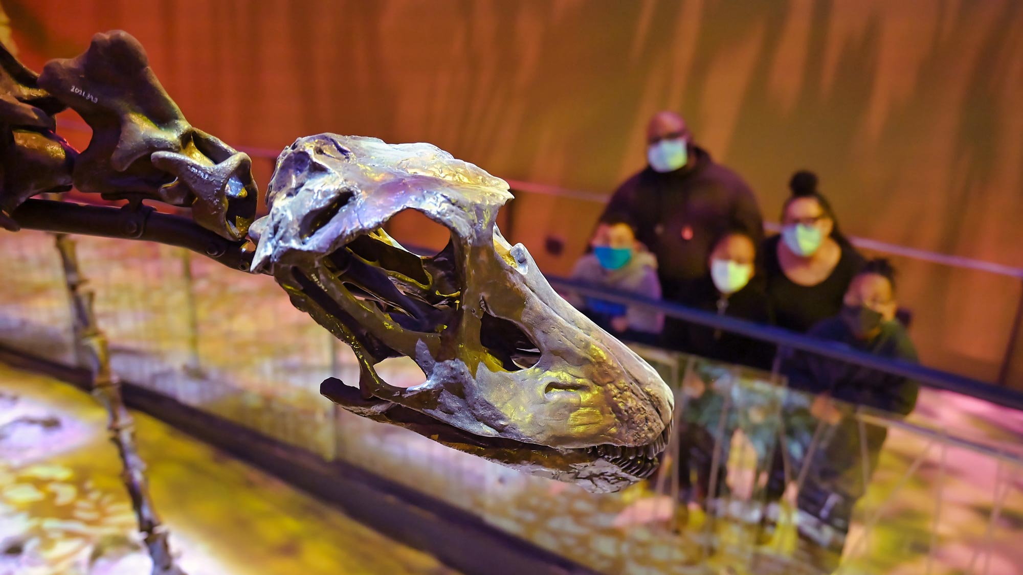 Sauropod skull on display in Dinosphere.