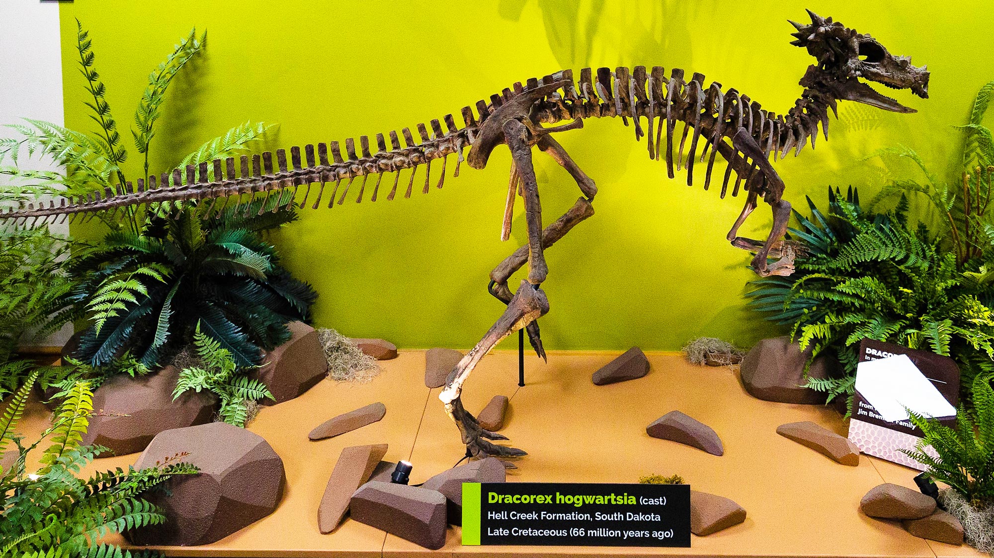 Dracorex hogwartsia fossil on display on Level 2 at The Children's Museum of Indianapolis.