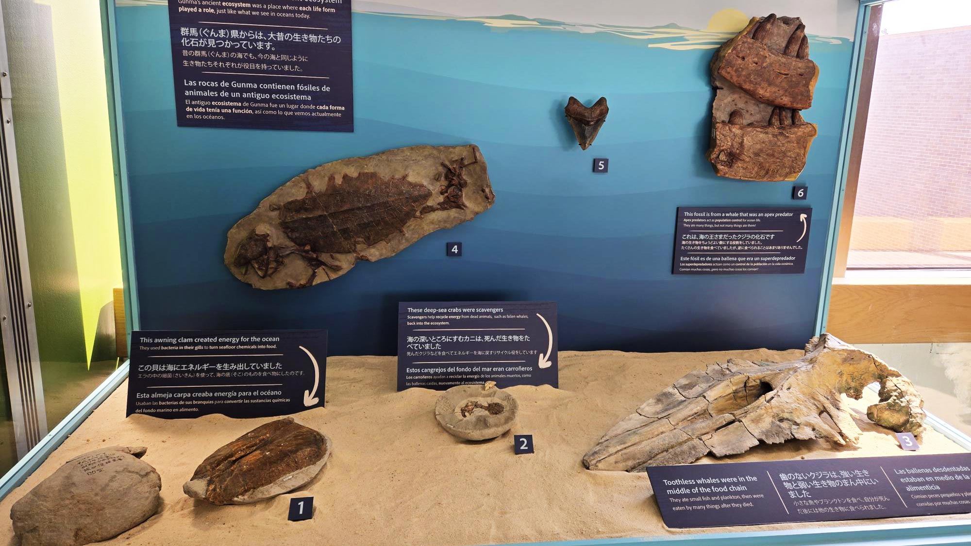Gunma fossil display case.