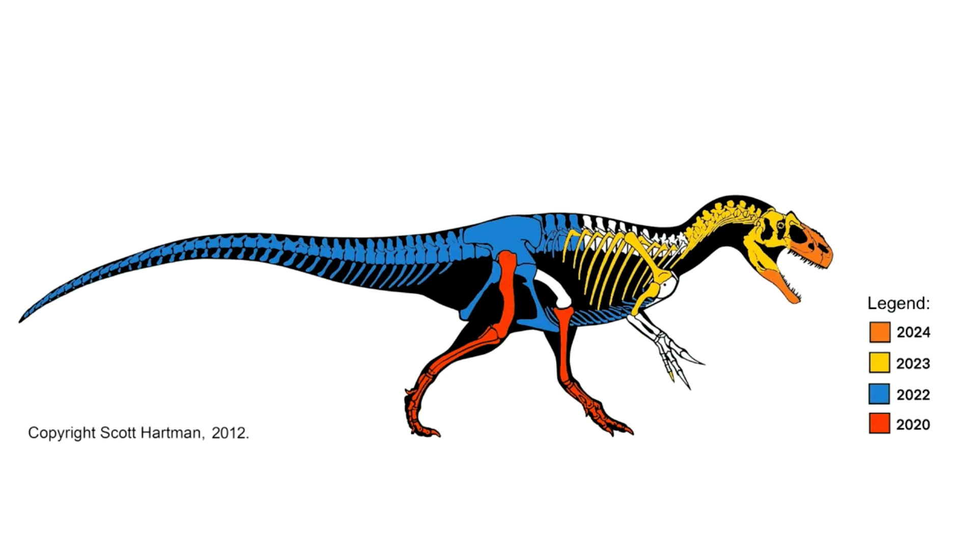 Diagram showing when pieces of the Allosaurus fossil were brought form the Jurassic Mile dig site in Wyoming to The Children's Museum of Indianapolis.
