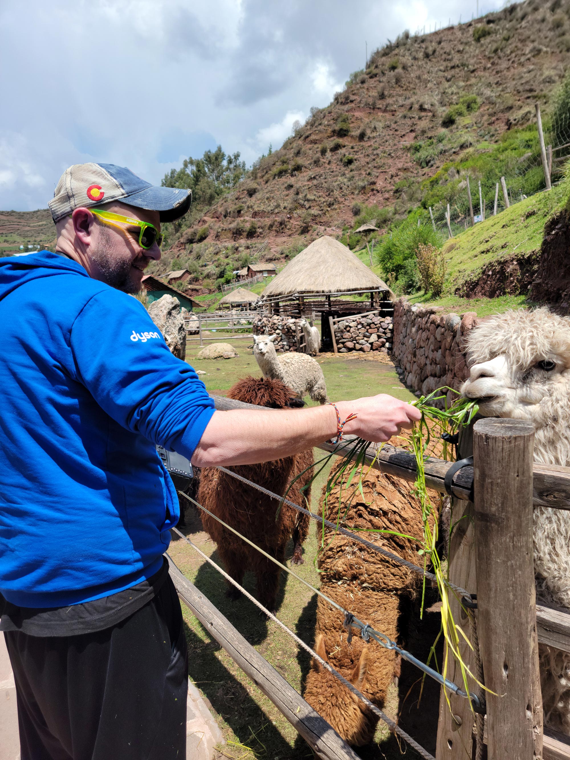 Grown-up feeding an alpaca.