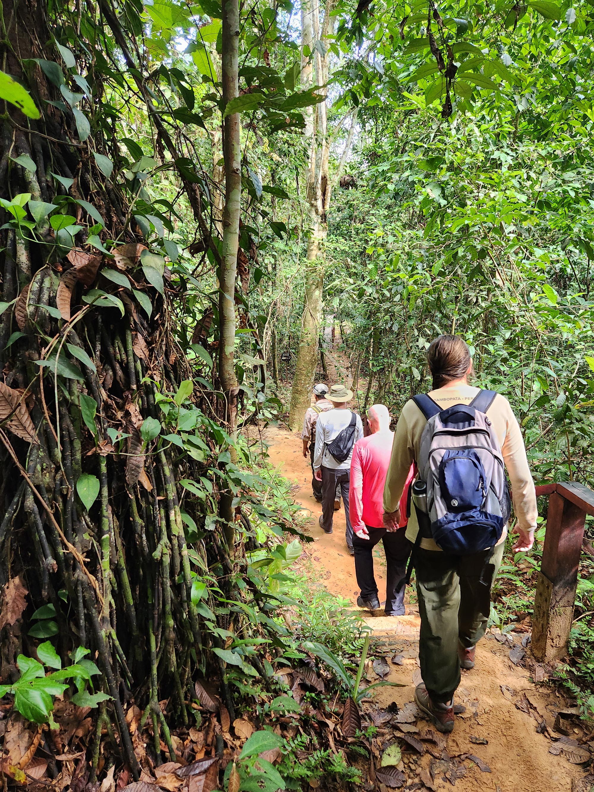 Line of people walking along a path in a rainforest.