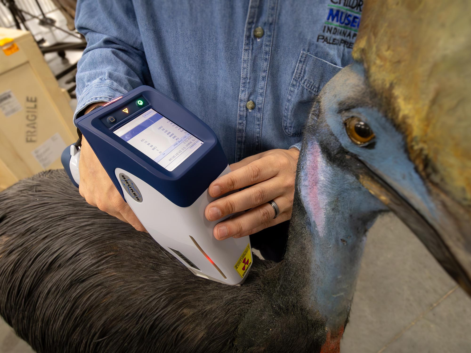 Using mobile x-ray fluorescence analyzer to analyze a large bird specimen.