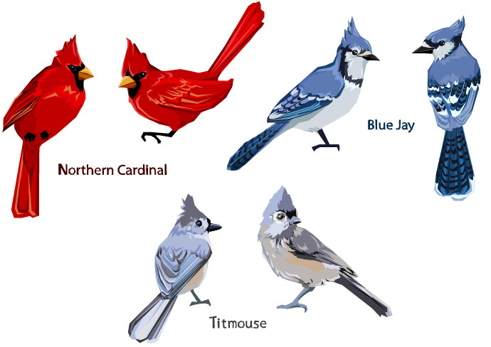 Birds - Blue Jay, Tufted Titmouse, Northern Cardinal 