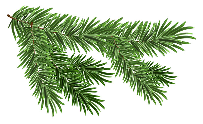 Fir branch