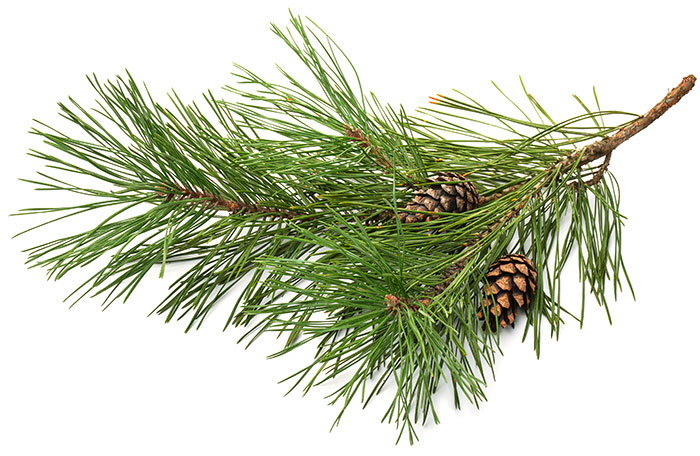 Pine branch