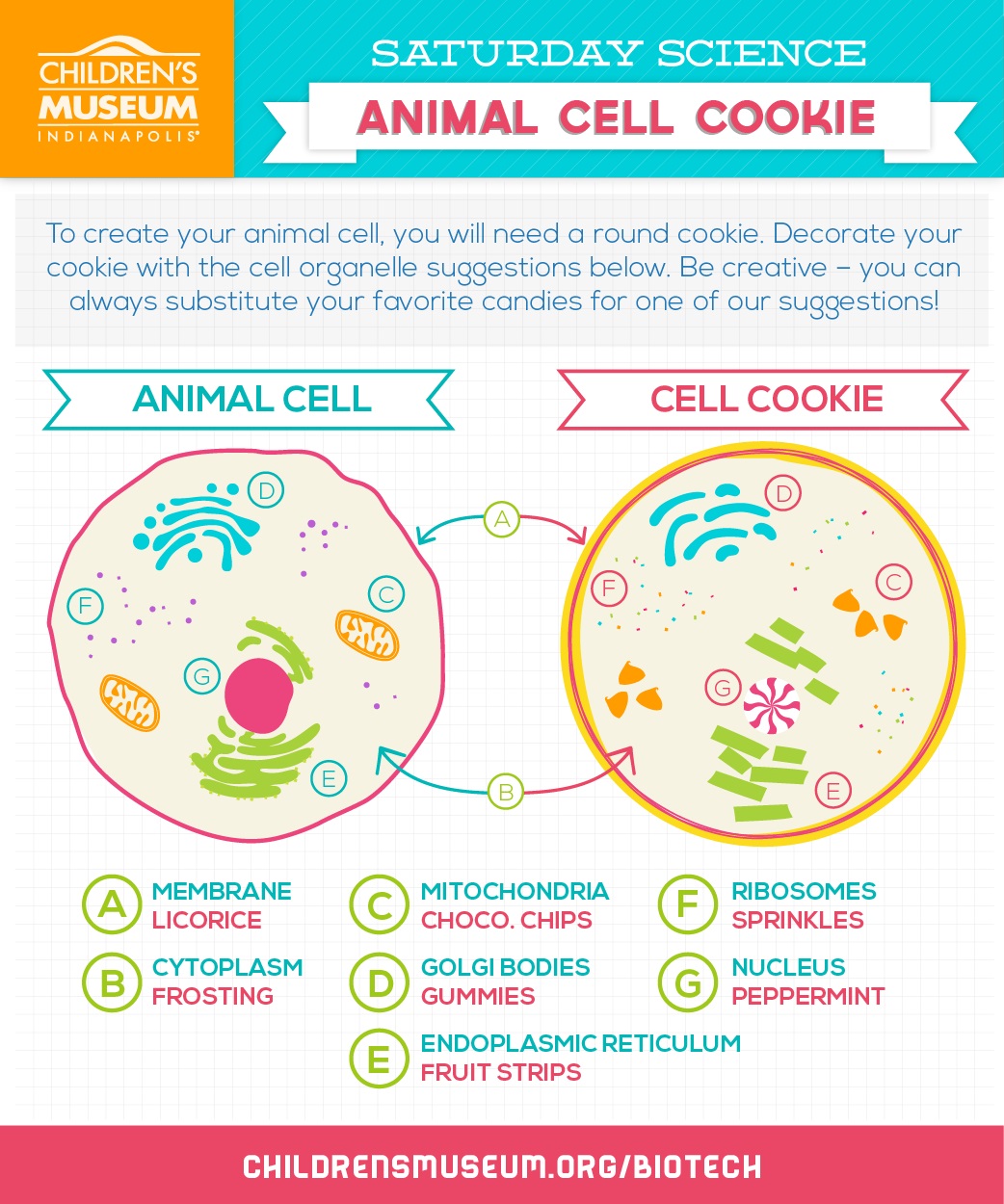 Saturday Science: Homemade Animal Cell Cookie | The Children's Museum of  Indianapolis