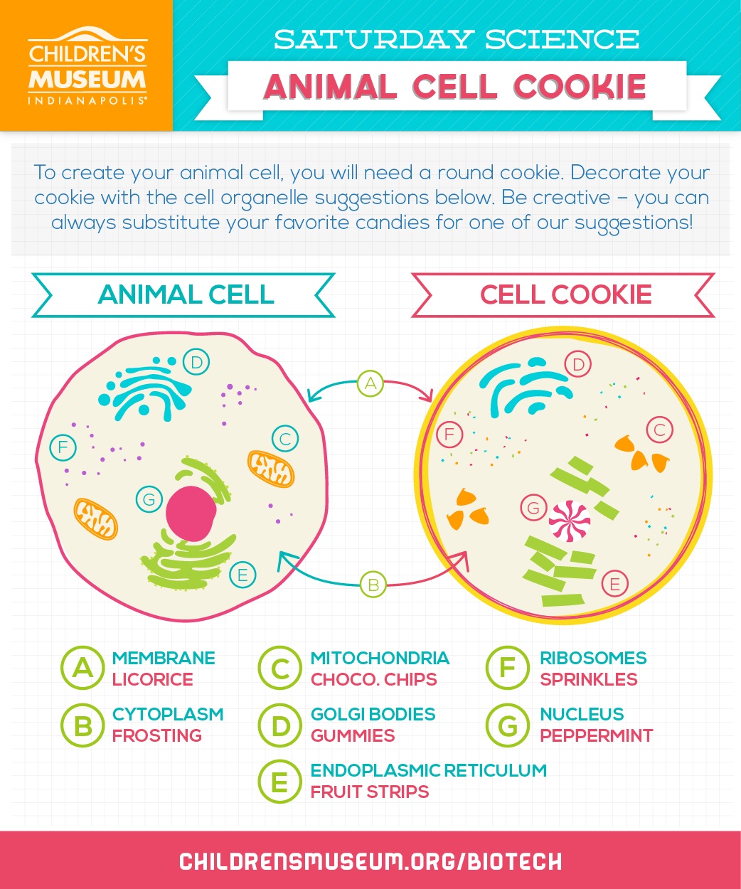 Saturday Science Homemade Animal Cell Cookie The Children S Museum Of Indianapolis