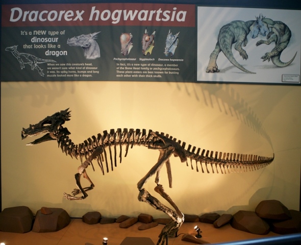 Dracorex hogwartsia on display inside Dinosaphere at The Children's Museum of Indianapolis