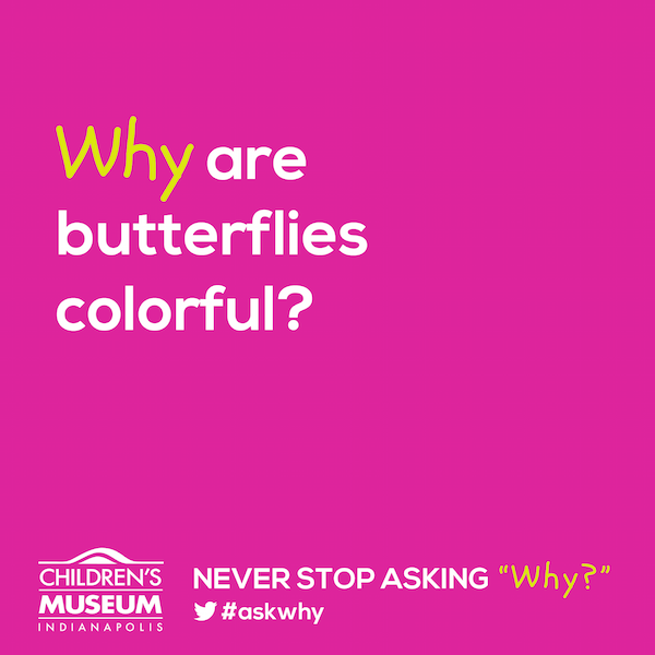 Why are butterflies colorful?  