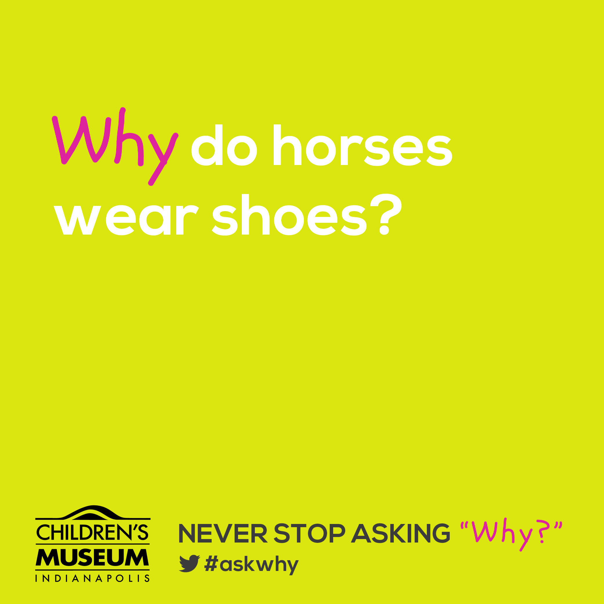 Why Do Horses Wear Shoes?