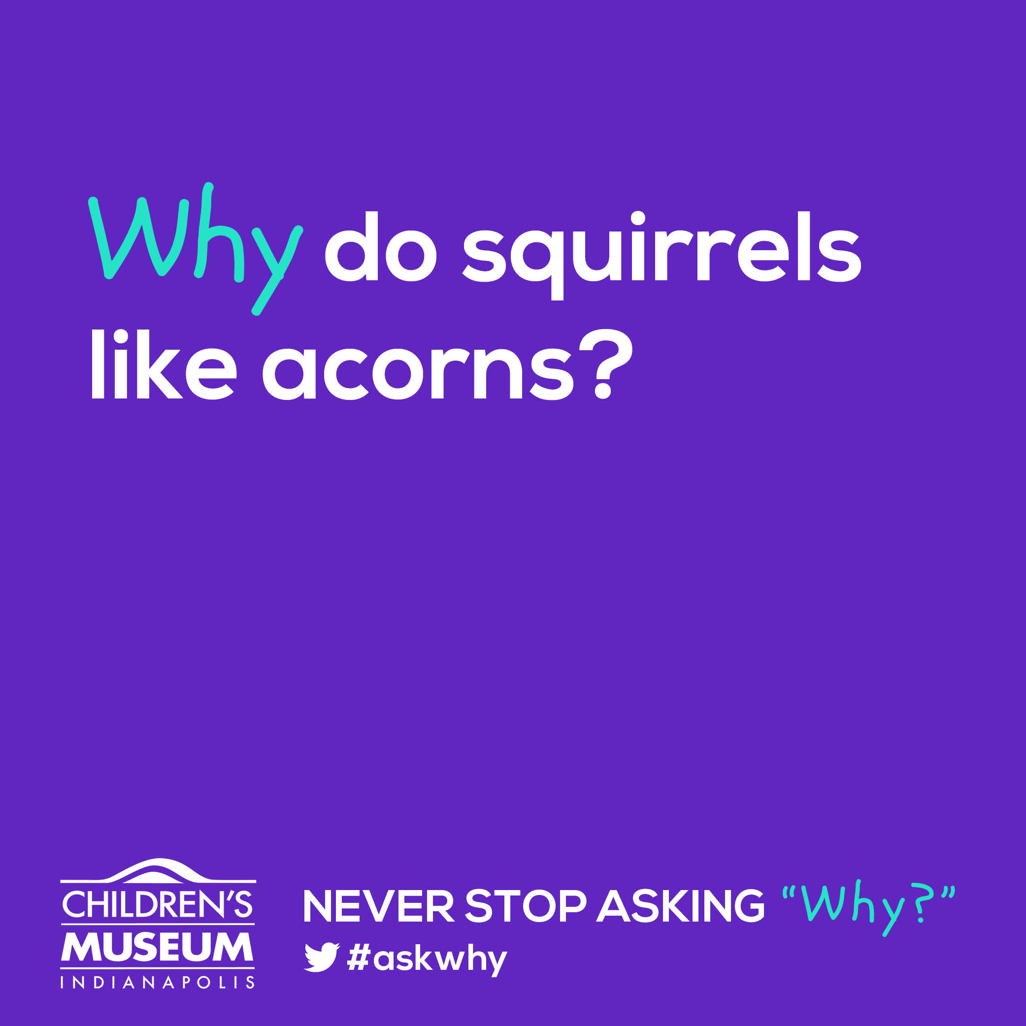 Why Do Squirrels Like Acorns?