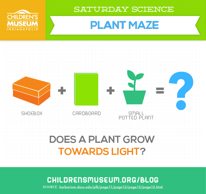 Saturday Science: Plant Maze 