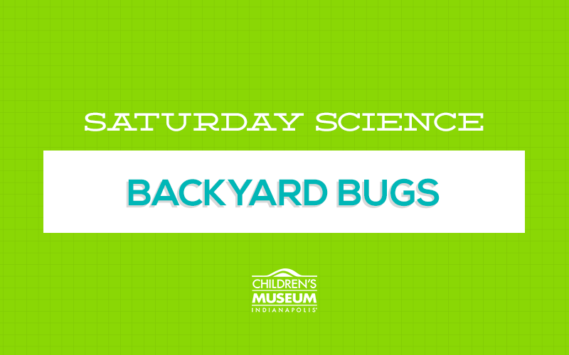 Saturday Science: Backyard Bugs