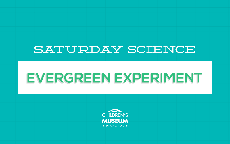 Saturday Science: Evergreen Experimenting