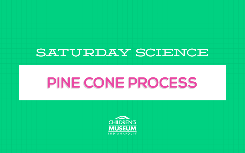 Saturday Science: The Pinecone Process