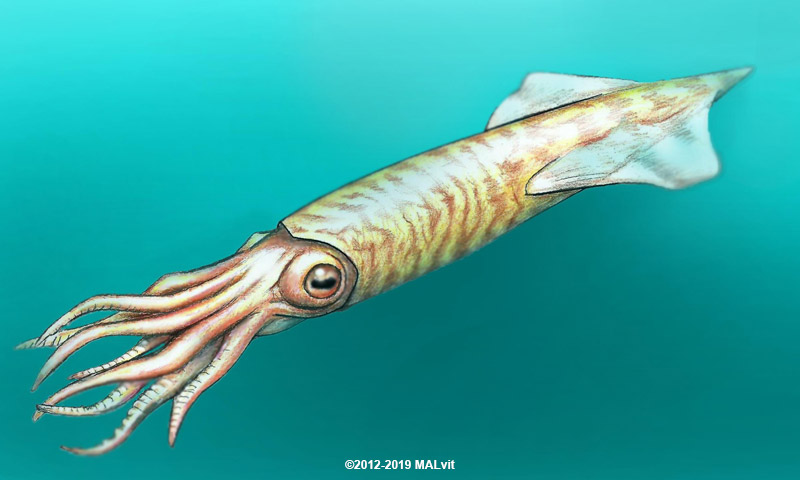 Pachteuthis - artist rendering