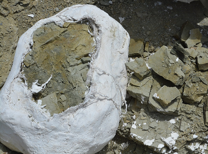 Completing the field jacket on a larger fossil