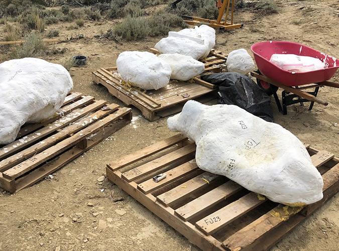 Field jackets ready for transport at the Mission Jurassic site