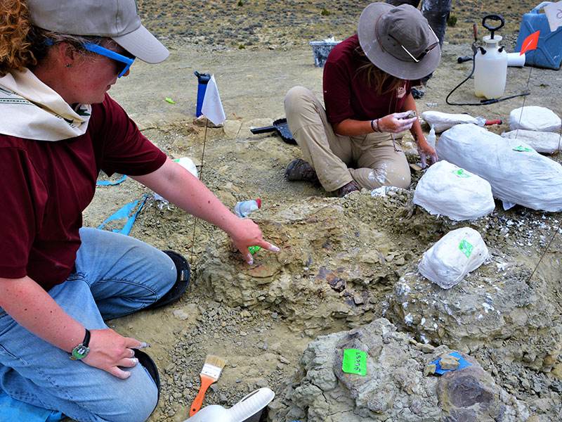 Jacketed fossils at the Mission Jurassic dig site