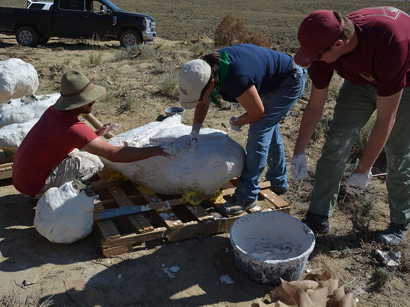 Moving jacketed fossils at the Mission Jurassic dig site