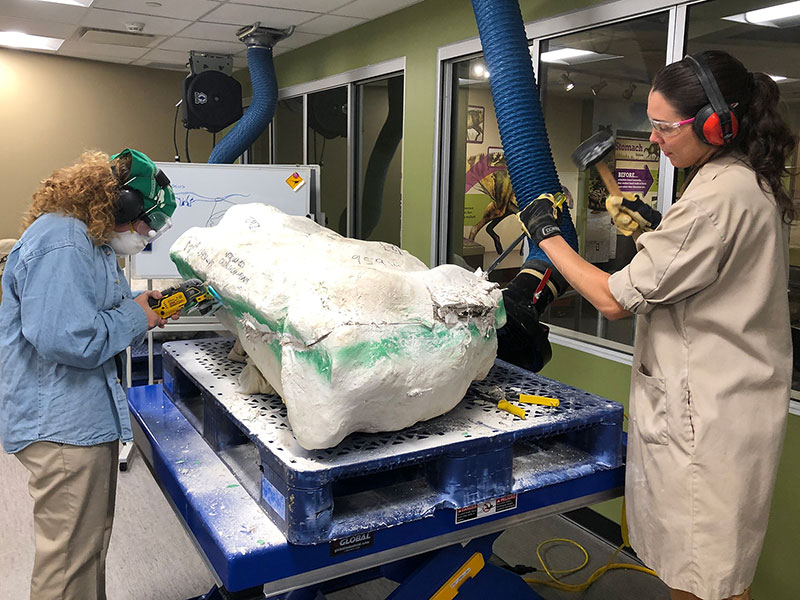 A large field jacket that contains a sauropod bone is sitting on one of the new tables in the expanded paleo lab. Dr. Jenn Anné and Taylor are using tools to remove the field jacket.