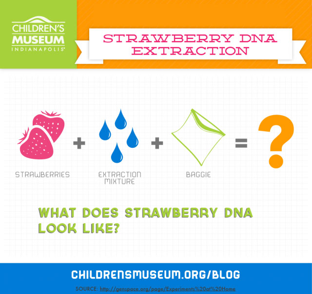 Strawberry DNA extraction Real Science at The Children's Museum of Indianapolis