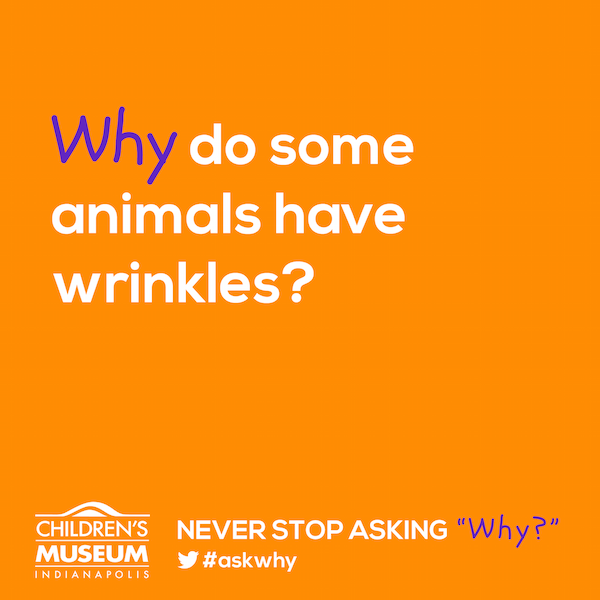 Why do some animals get wrinkles? 