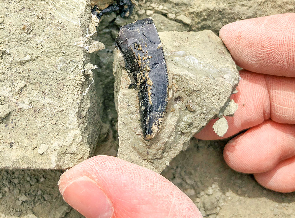 Theropd tooth found during the 2020 Mission Jurassic dig in Wyoming