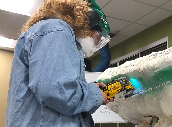 Using a cast saw to remove part of a field jacket from a fossil in the Jurassic Paleo Prep Lab at The Children's Museum of Indianapolis
