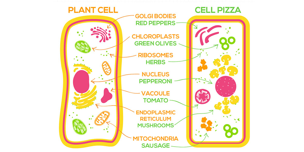 Saturday Science: Homemade Plant Cell Pizza | The Children's Museum of  Indianapolis
