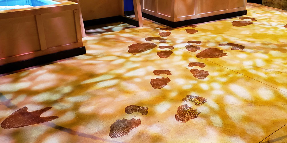 Copies of dinosaur trackways, including three-toed theropod footprints and round sauropod footprints.