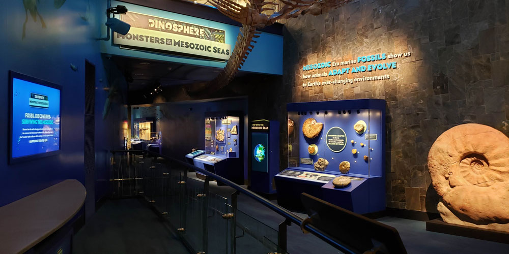Entrance to Monsters of the Mesozoic Seas with an Ammonite fossil in the foreground and cases of fossils leading into the exhibit.  The writing on the wall says 