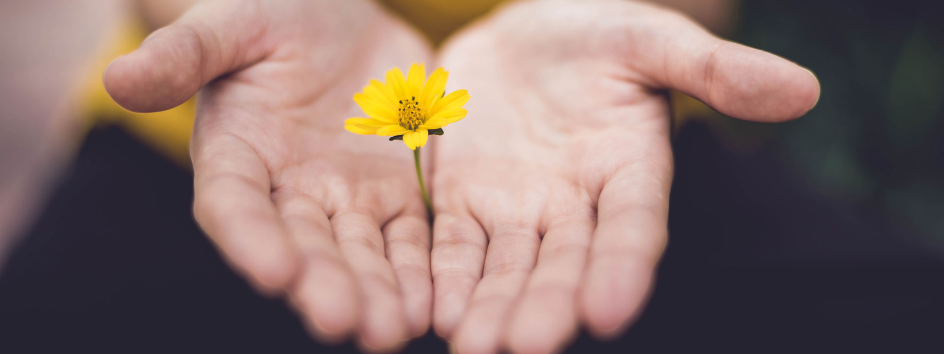 A pair of open hands with a yellow flower poking through the middle.
