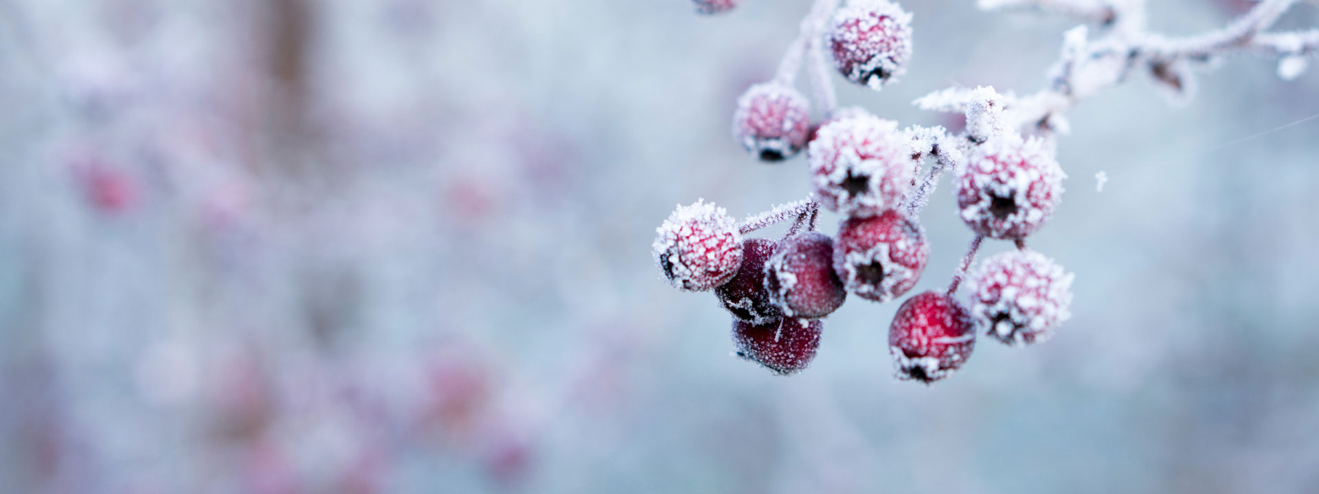 A winter image of cherries/fruit with frost bite.