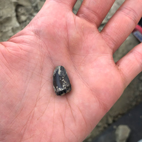 First theropod tooth discovered during the 2021 dig at The Jurassic Mile dig site.