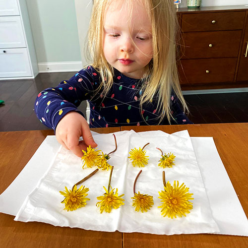 Child laying out yellow flowers on tissue paper.