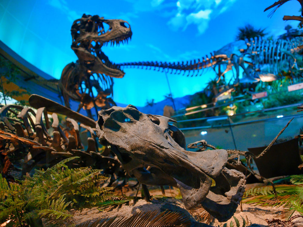 Encountering Dinosphere through a Child's Eyes | The Children's Museum ...