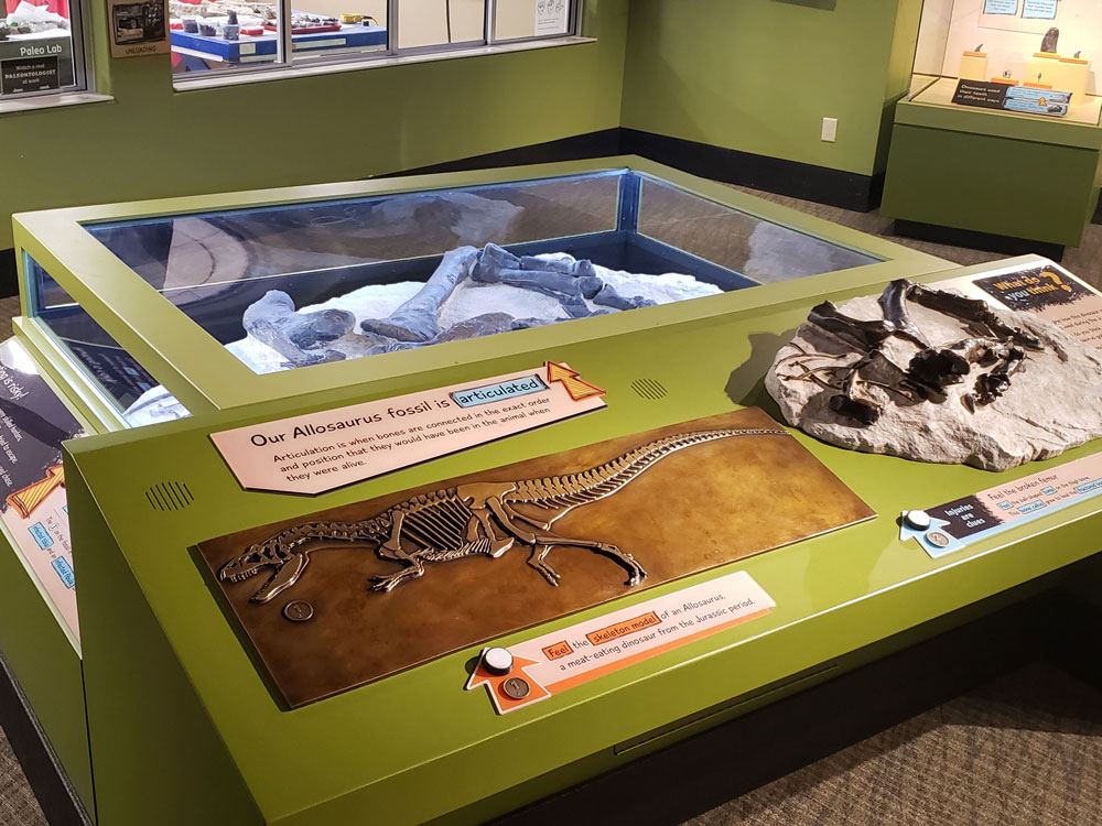 Allosaurus leg display in front of the Paleo Lab at The Children's Museum.