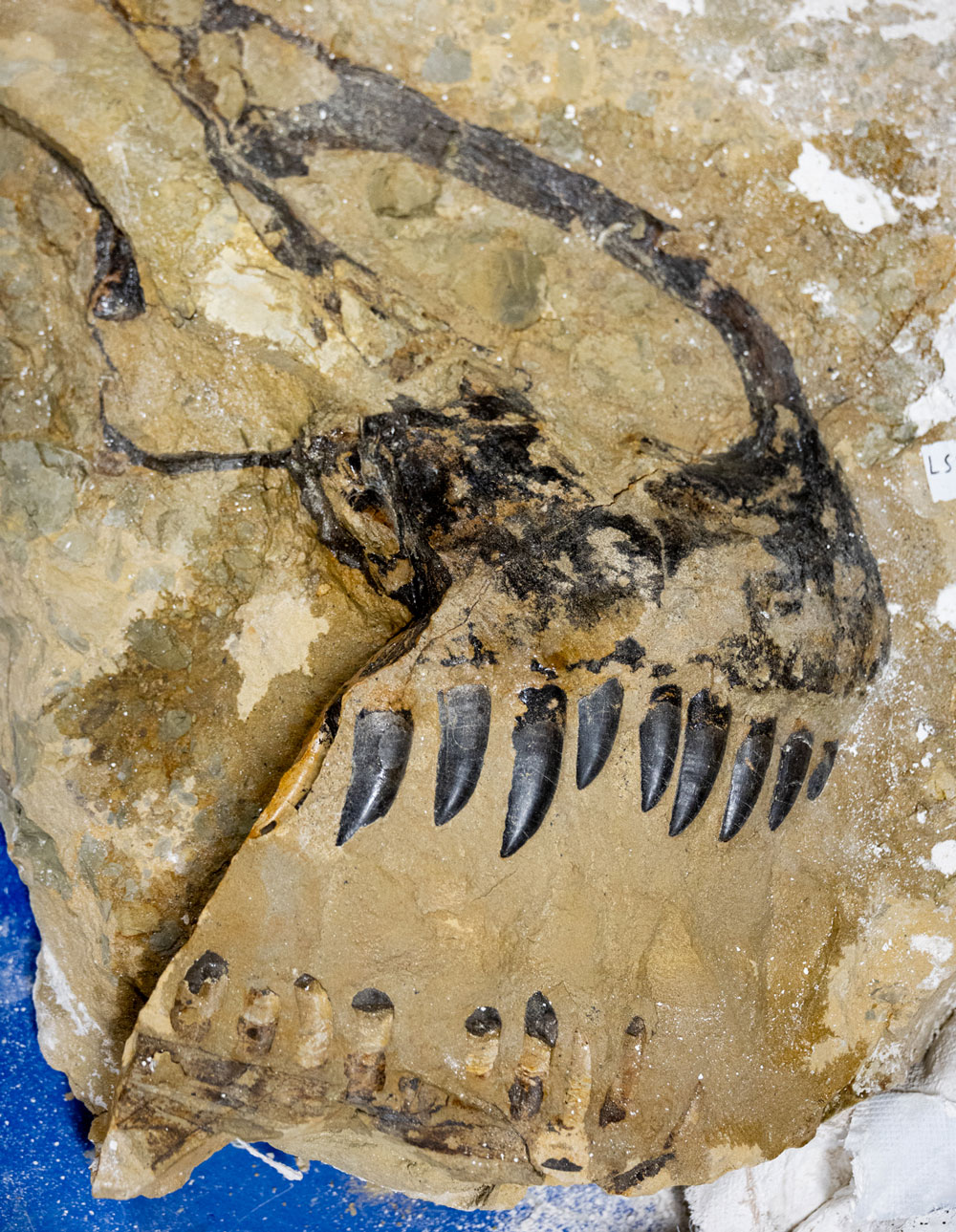 Fossil of Allosaurus snout surrounded by matrix.